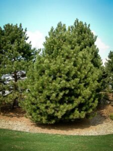 Сосна Чёрная (Pinus Nigra) купить по цене от 270.00р. в интернет-магазине «Посадика» с доставкой почтой в в Дудинкае и по всей России – [изображение №1].