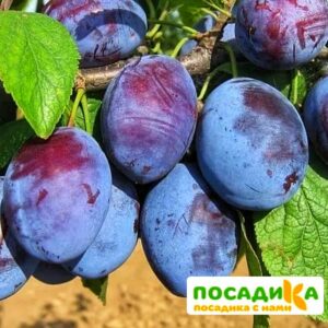 Слива Чачакская ранняя купить по цене от 229.00р. в интернет-магазине «Посадика» с доставкой почтой в в Дудинкае и по всей России – [изображение №1].