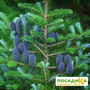 Пихта корейская (Abies koreana) купить по цене от 450.00р. в интернет-магазине «Посадика» с доставкой почтой в в Дудинкае и по всей России – [изображение №1].