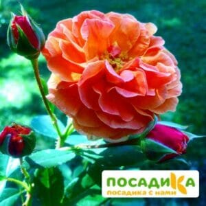 Роза Арабия купить по цене от 350.00р. в интернет-магазине «Посадика» с доставкой почтой в в Дудинкае и по всей России – [изображение №1].