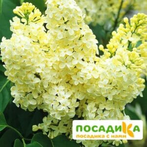 Сирень Примроуз (Primrose) купить по цене от 529.00р. в интернет-магазине «Посадика» с доставкой почтой в в Дудинкае и по всей России – [изображение №1].