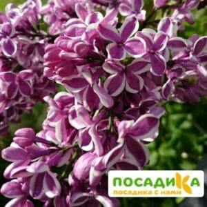 Сирень Сенсация купить по цене от 529.00р. в интернет-магазине «Посадика» с доставкой почтой в в Дудинкае и по всей России – [изображение №1].