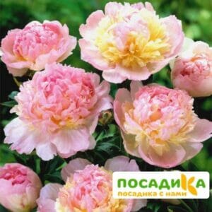 Пион Распберри Сандей (Paeonia Raspberry Sundae) купить по цене от 959р. в интернет-магазине «Посадика» с доставкой почтой в в Дудинкае и по всей России – [изображение №1].