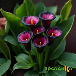 Калла Аура Лейс купить по цене от 400р. в интернет-магазине «Посадика» с доставкой почтой в в Дудинкае и по всей России – [изображение №1].
