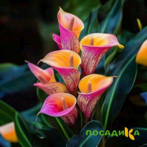Калла Оникс купить по цене от 450р. в интернет-магазине «Посадика» с доставкой почтой в в Дудинкае и по всей России – [изображение №1].