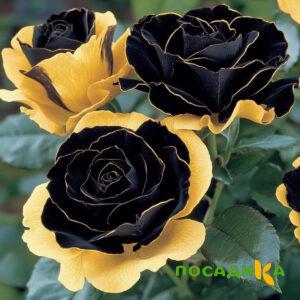 Роза Ханни Сикл купить по цене от 700р. в интернет-магазине «Посадика» с доставкой почтой в в Дудинкае и по всей России – [изображение №1].