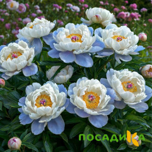 Пион акварельный Этюд купить по цене от 806р. в интернет-магазине «Посадика» с доставкой почтой в в Дудинкае и по всей России – [изображение №1].