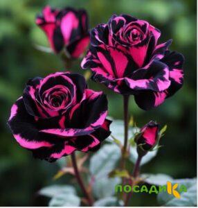 Роза Багровый Шепот купить по цене от 366р. в интернет-магазине «Посадика» с доставкой почтой в в Дудинкае и по всей России – [изображение №1].