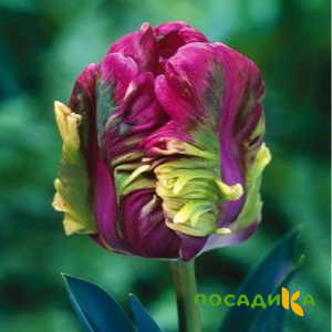 Тюльпан Экзотик Хэвен купить по цене от 186р. в интернет-магазине «Посадика» с доставкой почтой в в Дудинкае и по всей России – [изображение №1].