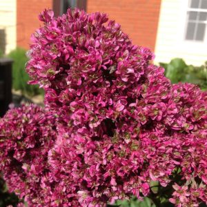 Флокс Филингс купить по цене от 329р. в интернет-магазине «Посадика» с доставкой почтой в в Дудинкае и по всей России – [изображение №1].