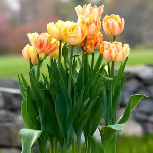 Тюльпан Верона Санрайз купить по цене от 280р. в интернет-магазине «Посадика» с доставкой почтой в в Дудинкае и по всей России – [изображение №1].