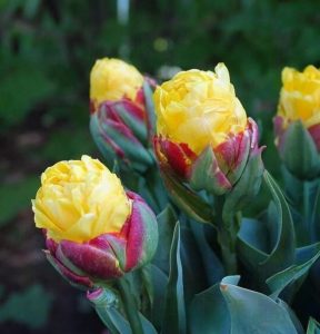 Тюльпан Айс Крим Банана купить по цене от 360р. в интернет-магазине «Посадика» с доставкой почтой в в Дудинкае и по всей России – [изображение №1].