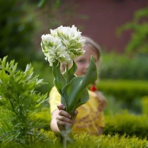 Тюльпан Супер Пэррот купить по цене от 360р. в интернет-магазине «Посадика» с доставкой почтой в в Дудинкае и по всей России – [изображение №1].