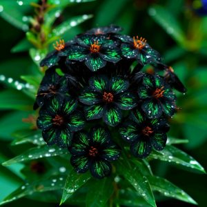 Флокс Ривьера купить по цене от 299р. в интернет-магазине «Посадика» с доставкой почтой в в Дудинкае и по всей России – [изображение №1].