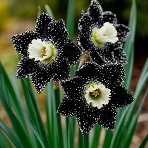 Нарцисс Кассата купить по цене от 372р. в интернет-магазине «Посадика» с доставкой почтой в в Дудинкае и по всей России – [изображение №1].