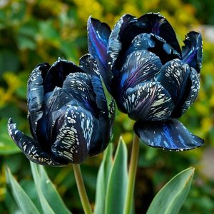 Тюльпан Блю Фог купить по цене от 500р. в интернет-магазине «Посадика» с доставкой почтой в в Дудинкае и по всей России – [изображение №1].