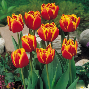 Тюльпан Блэк Фаер купить по цене от 275р. в интернет-магазине «Посадика» с доставкой почтой в в Дудинкае и по всей России – [изображение №1].