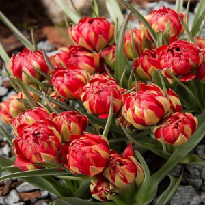 Тюльпан Ап Пинк купить по цене от 390р. в интернет-магазине «Посадика» с доставкой почтой в в Дудинкае и по всей России – [изображение №1].