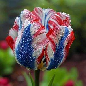 Тюльпан Ремс Сенсейшн купить по цене от 219р. в интернет-магазине «Посадика» с доставкой почтой в в Дудинкае и по всей России – [изображение №1].