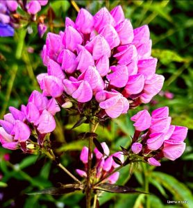 Флокс Бутоник купить по цене от 461р. в интернет-магазине «Посадика» с доставкой почтой в в Дудинкае и по всей России – [изображение №1].