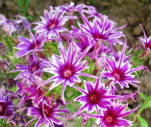 Флокс Звездное Кружево купить по цене от 361р. в интернет-магазине «Посадика» с доставкой почтой в в Дудинкае и по всей России – [изображение №1].