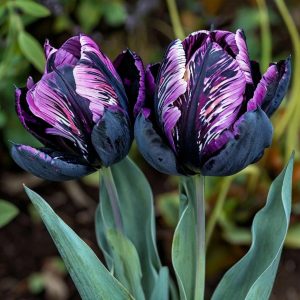 Тюльпан Блэк Каньон купить по цене от 305р. в интернет-магазине «Посадика» с доставкой почтой в в Дудинкае и по всей России – [изображение №1].