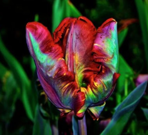 Тюльпан Эирпрайз купить по цене от 270р. в интернет-магазине «Посадика» с доставкой почтой в в Дудинкае и по всей России – [изображение №1].